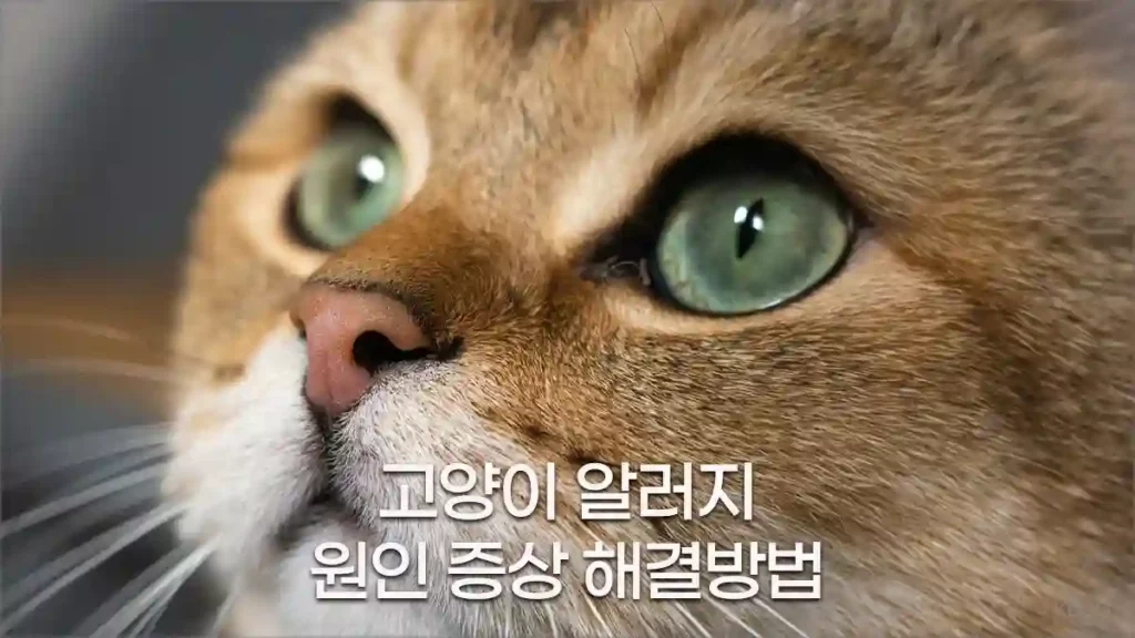 고양이 알러지 알레르기